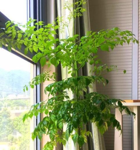 平安树摘心打顶的最佳时间是什么时候？具体操作步骤有哪些？