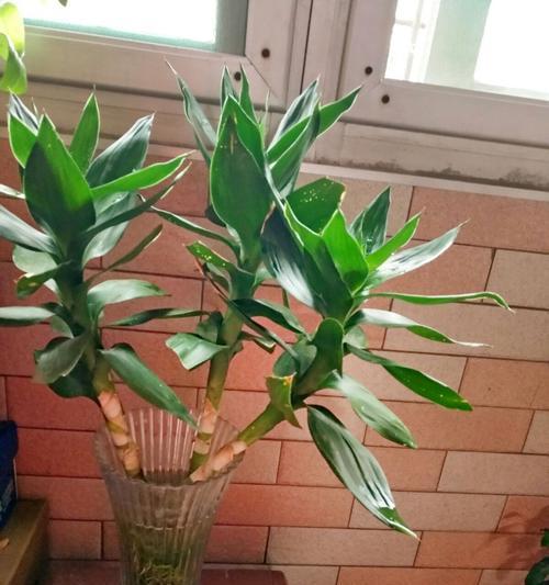 平安竹放在卧室好吗？有哪些风水讲究？