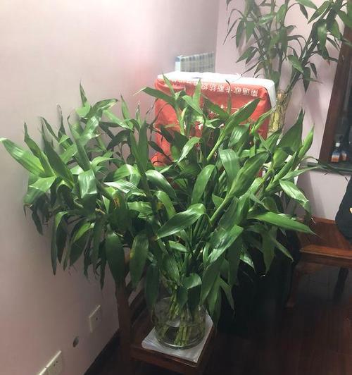 平安竹放在卧室好吗？有哪些风水讲究？