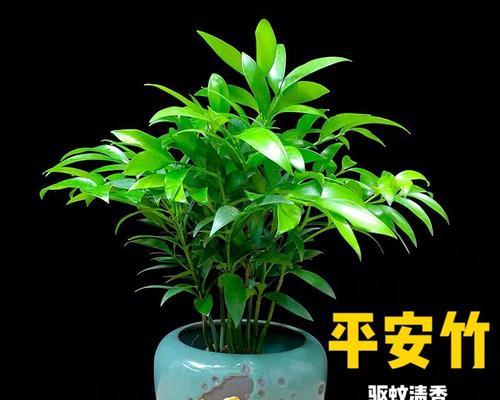 平安竹室内养殖的利弊是什么？