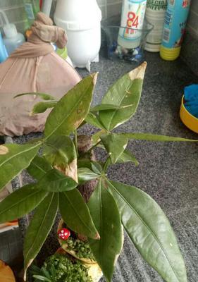 平安竹叶尖干枯了怎么办？如何有效处理和预防？