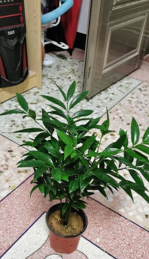 平安竹怎么养才能更旺盛？掌握这些技巧让你的平安竹茁壮成长