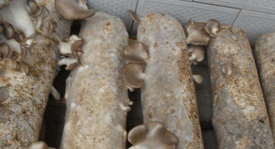平菇搭配禁忌有哪些？一起食用会有什么后果？