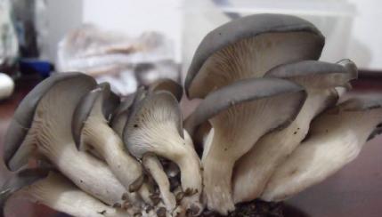平菇生长温度是多少度？如何控制以提高产量？