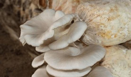 平菇种植的最佳时机是什么时候？如何确保高产？