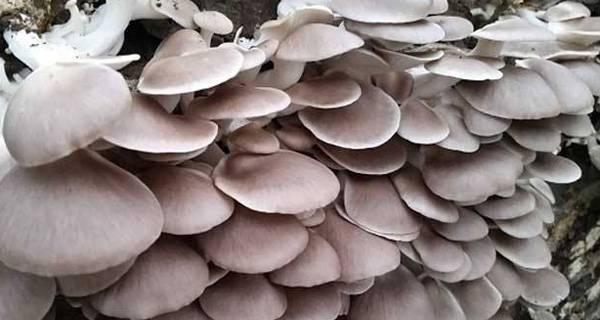 平菇种植的最佳时机是什么时候？如何确保高产？