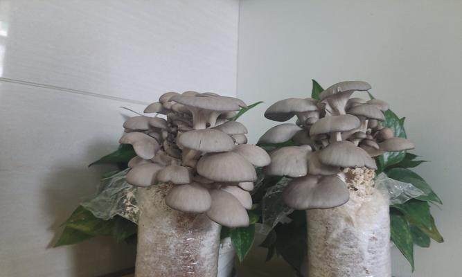 平菇需要阳光吗？种植平菇时如何处理光照问题？
