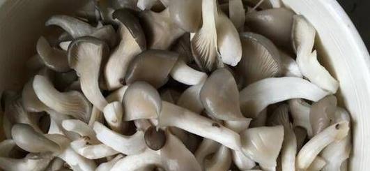 平菇种子是怎么来的？获取方法和种植要点是什么？