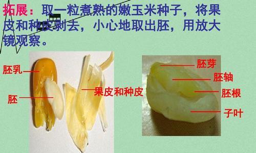 平菇种子是怎么来的？获取方法和种植要点是什么？