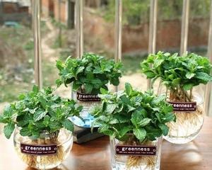 平花盆适合养什么花？有哪些花卉品种推荐？