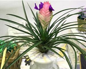 平花盆适合养什么花？有哪些花卉品种推荐？