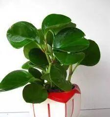 平花盆适合养什么花？有哪些花卉品种推荐？