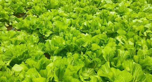 平性蔬菜有哪些种类？它们的健康益处是什么？