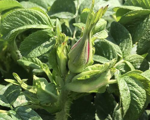 平阴玫瑰什么时候开花？花期持续多久？
