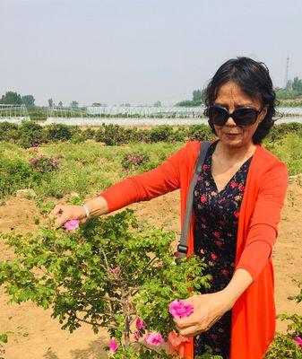 平阴玫瑰什么时候开花？花期持续多久？