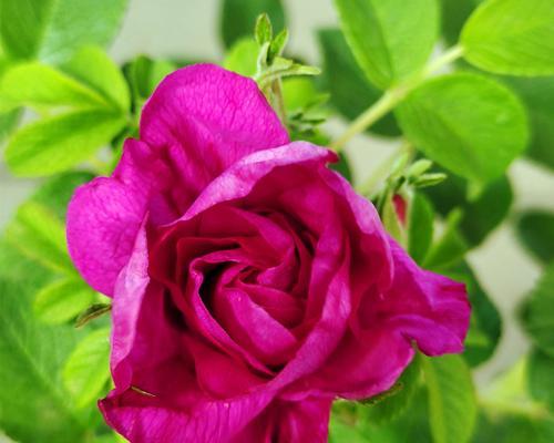 平阴玫瑰一年开几次花？如何正确养护以促进花期？