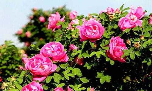 平阴玫瑰一年开几次花？如何正确养护以促进花期？