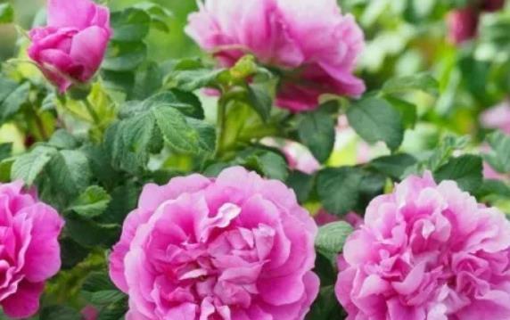 平阴玫瑰一年开几次花？如何正确养护以促进花期？