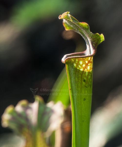 瓶子草配土方法是什么？种植土壤有何特别要求？