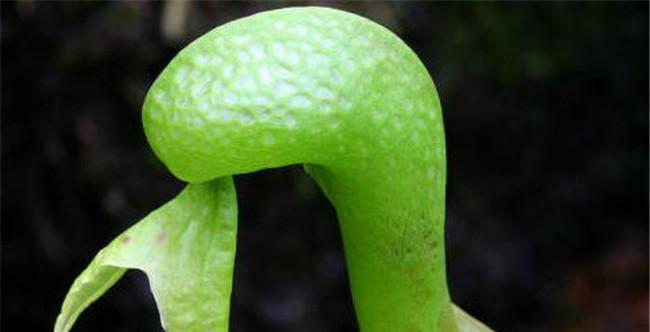 瓶子草配土方法是什么？种植土壤有何特别要求？
