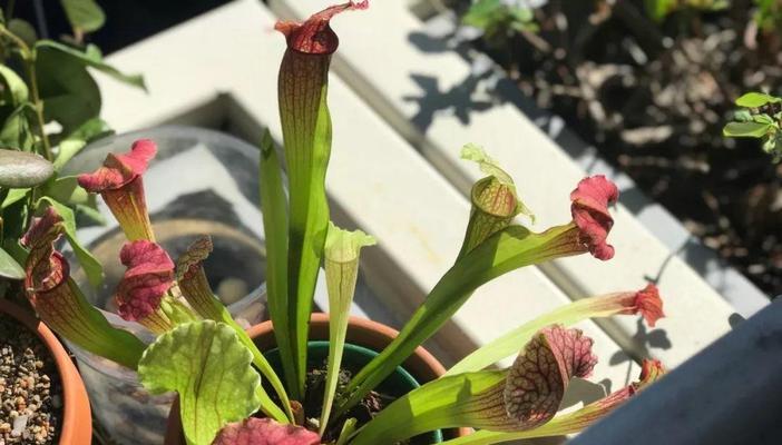 瓶子草浇水方法是什么？如何正确给瓶子草浇水？