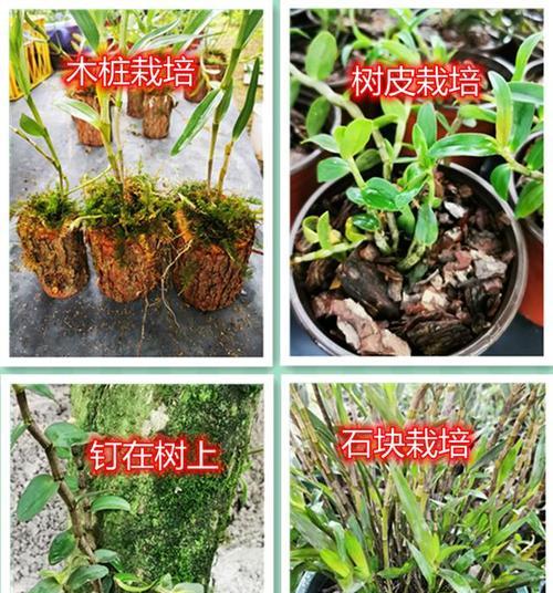 泼墨石斛兰怎么养？养殖过程中应注意哪些问题？