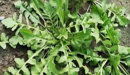 婆婆丁生长在什么地方？如何识别和利用这种植物？
