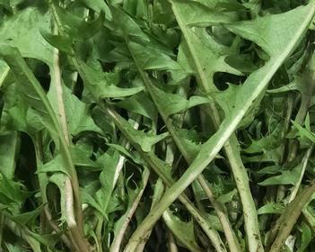 婆婆丁是什么菜？婆婆丁的食用方法和营养价值有哪些？