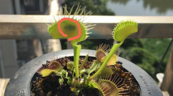 扑蝇草养护技巧有哪些？如何确保扑蝇草生长旺盛？