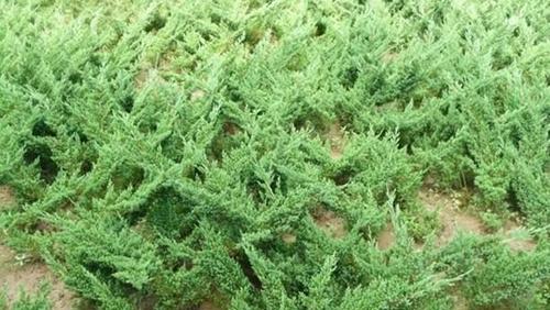 铺地柏是常绿植物吗？了解其生长特性及养护要点