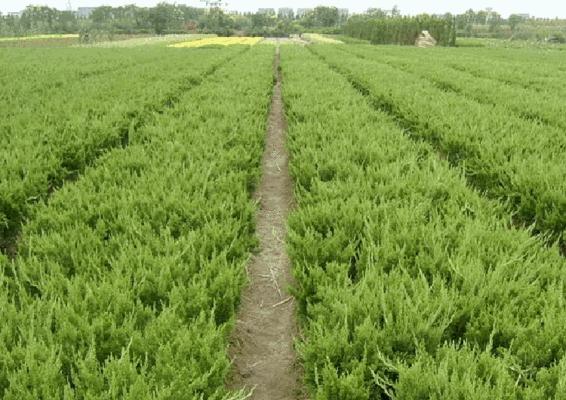 铺地柏是常绿植物吗？了解其生长特性及养护要点