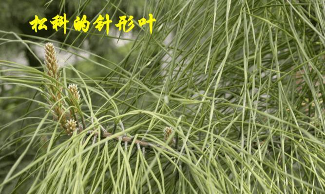 铺地柏属于裸子植物吗？它的分类和特点是什么？