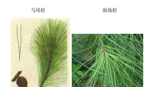 铺地柏属于裸子植物吗？它的分类和特点是什么？