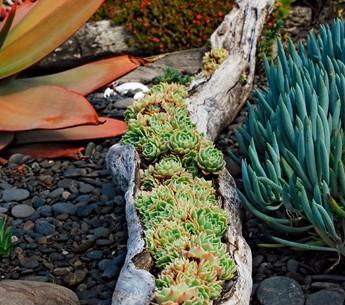 铺马路的小石子能用来种植多肉植物吗？种植方法和注意事项是什么？