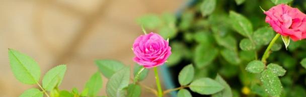 莆田市花是什么？莆田市花的含义和特点是什么？
