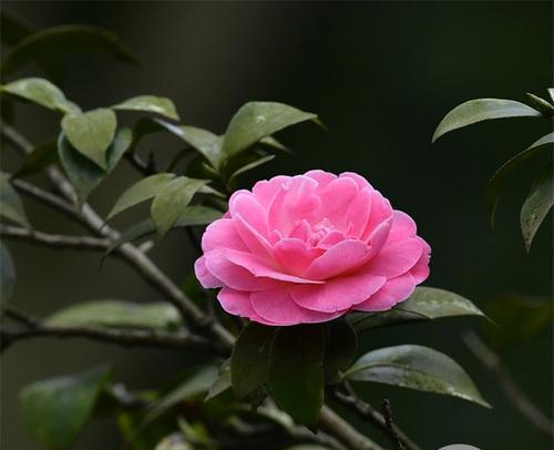 莆田市花是什么？莆田市花的含义和特点是什么？