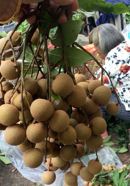 莆田桂圆什么时候成熟上市？如何挑选新鲜桂圆？