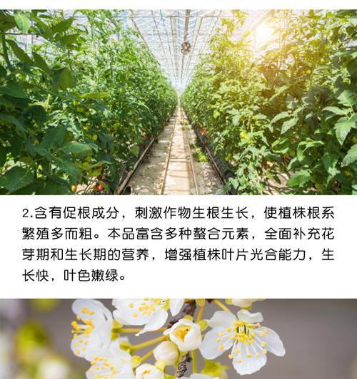 葡萄促花方法与人工催花技巧是什么？如何正确应用以提高产量？