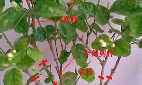 葡萄促花方法与人工催花技巧是什么？如何正确应用以提高产量？