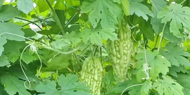 葡萄怎么保存最长时间？最佳保存方法是什么？