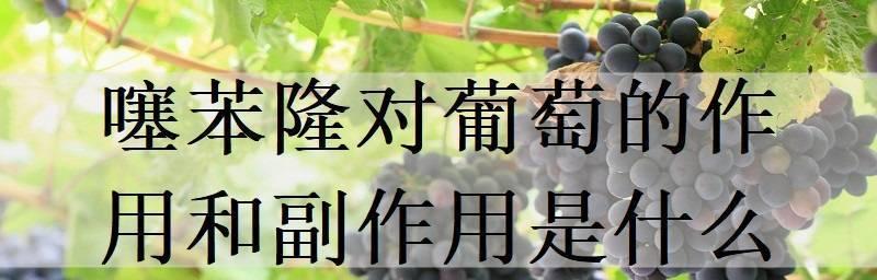 葡萄怎么保存最长时间？最佳保存方法是什么？
