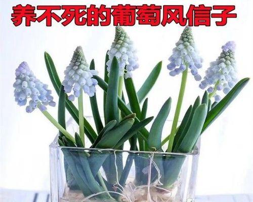 葡萄的花通常是什么颜色？为什么有些葡萄花颜色不同？