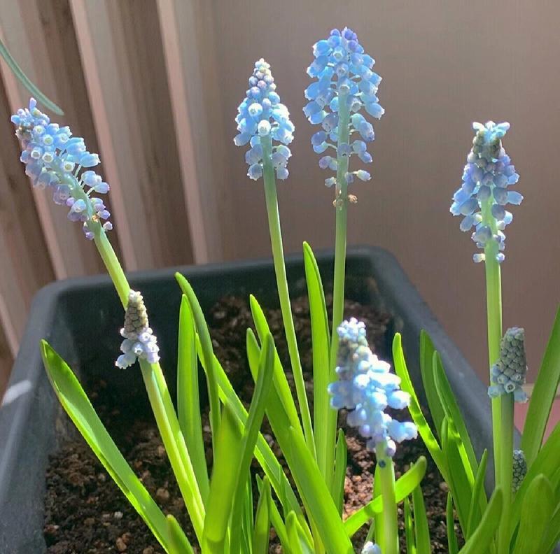 葡萄的花语是什么？葡萄寓意有哪些常见问题？