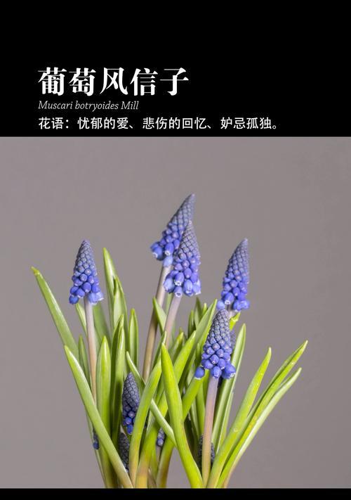 葡萄的花语是什么？葡萄寓意有哪些常见问题？
