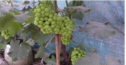 葡萄种植方法是什么？移栽的最佳时间是何时？
