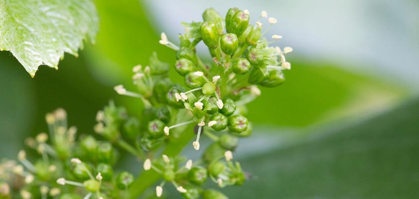 葡萄开花结果需要多长时间？常见问题有哪些？