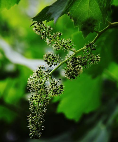 葡萄开花结果需要多长时间？常见问题有哪些？