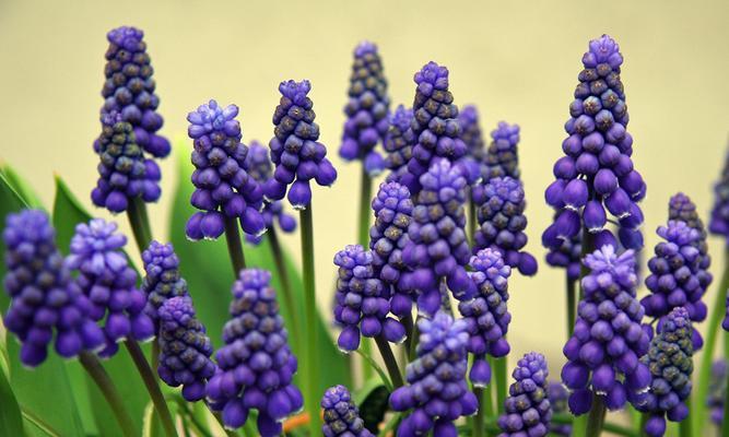 葡萄风信子开花时间是多久？一年能开几次花吗？