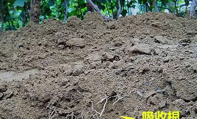 葡萄根系发达吗？如何判断葡萄的根系健康状况？