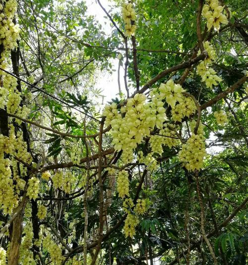 葡萄花是什么颜色的？葡萄花的颜色有哪些变化？